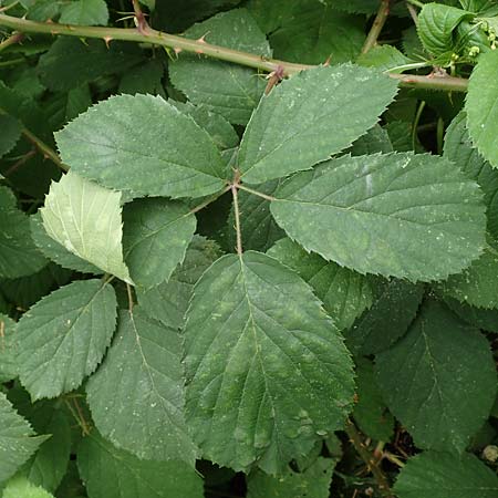 Rubus schlechtendalii \ Schlechtendals Brombeere, D Adelebsen-Eberhausen 28.7.2019