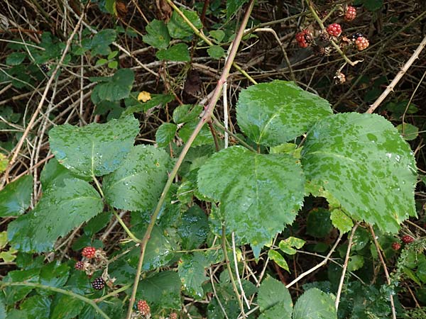 Rubus subcordatus \ Herzhnliche Brombeere / Heart-Leaved Bramble, D Rheinstetten-Silberstreifen 14.8.2019