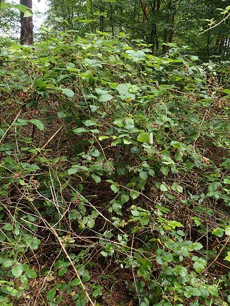 Rubus subcordatus \ Herzhnliche Brombeere / Heart-Leaved Bramble, D Rheinstetten-Silberstreifen 14.8.2019