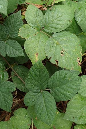 Rubus elegans ? \ Vielschwnzige Brombeere / Elegant Bramble, D Rheinstetten-Silberstreifen 14.8.2019