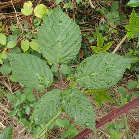 Rubus canaliculatus \ Rinnige Brombeere / Grooved Bramble, D Rheinstetten-Silberstreifen 14.8.2019