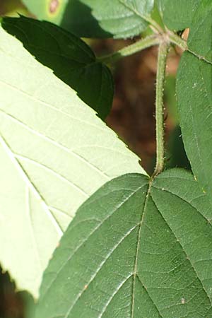 Rubus subcordatus \ Herzhnliche Brombeere / Heart-Leaved Bramble, D Karlsruhe 14.8.2019