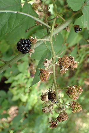 Rubus subcordatus \ Herzhnliche Brombeere / Heart-Leaved Bramble, D Karlsruhe 14.8.2019