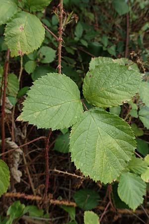 Rubus senticosus \ Dornige Brombeere / Prickly Bramble, D Rheinstetten-Silberstreifen 18.8.2019