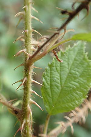 Rubus senticosus \ Dornige Brombeere / Prickly Bramble, D Rheinstetten-Silberstreifen 18.8.2019