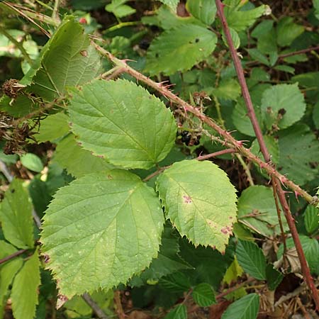 Rubus senticosus \ Dornige Brombeere / Prickly Bramble, D Rheinstetten-Silberstreifen 18.8.2019