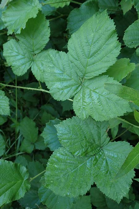 Rubus specA ? \ Haselblatt-Brombeere, D Spessart, Linsengericht-Eidengesäß 20.6.2020