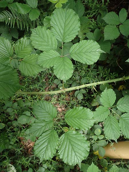 Rubus sulcatus \ Gefurchte Brombeere / Furrowed Bramble, D Salmünster 20.6.2020