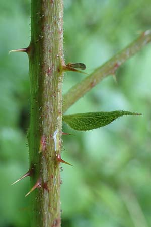 Rubus scabrosus \ Weser-Haselblatt-Brombeere, Kratzige Haselblatt-Brombeere / Weser Bramble, D Spessart, Obersinn 21.6.2020