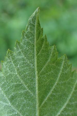 Rubus scabrosus \ Weser-Haselblatt-Brombeere, Kratzige Haselblatt-Brombeere / Weser Bramble, D Spessart, Obersinn 21.6.2020