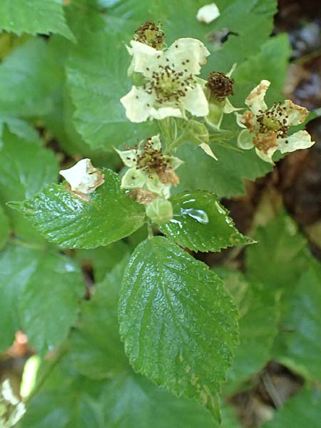 Rubus scabrosus \ Weser-Haselblatt-Brombeere, Kratzige Haselblatt-Brombeere / Weser Bramble, D Spessart, Obersinn 21.6.2020