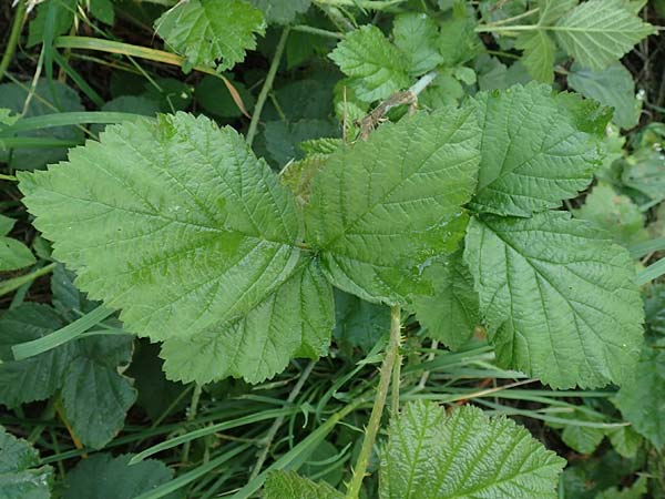 Rubus specA ? \ Haselblatt-Brombeere, D Spessart, Burgsinn 21.6.2020