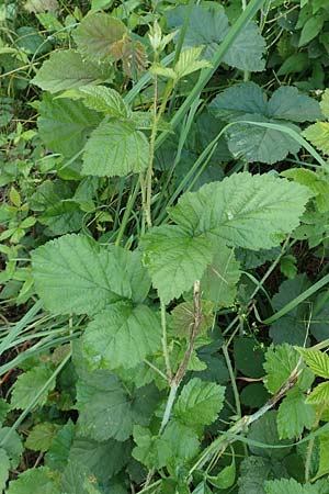 Rubus specA ? \ Haselblatt-Brombeere, D Spessart, Burgsinn 21.6.2020