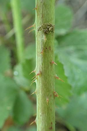 Rubus specA ? \ Haselblatt-Brombeere, D Spessart, Burgsinn 21.6.2020