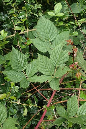 Rubus schnedleri \ Schnedlers Brombeere / Schnedler's Bramble, D Siegbach-Übernthal 22.6.2020