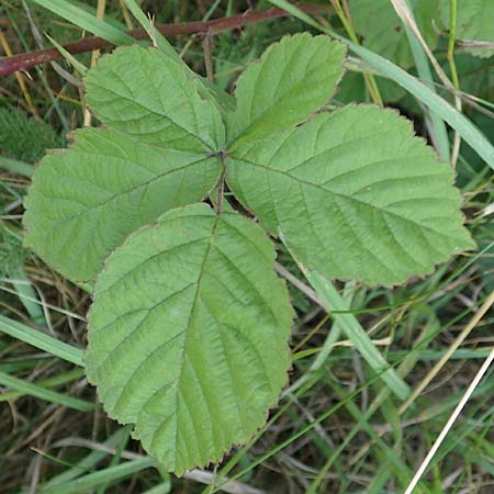 Rubus servaticus ? \ Dickicht-Haselblatt-Brombeere / Thicket Bramble, D Delbrück 29.7.2020