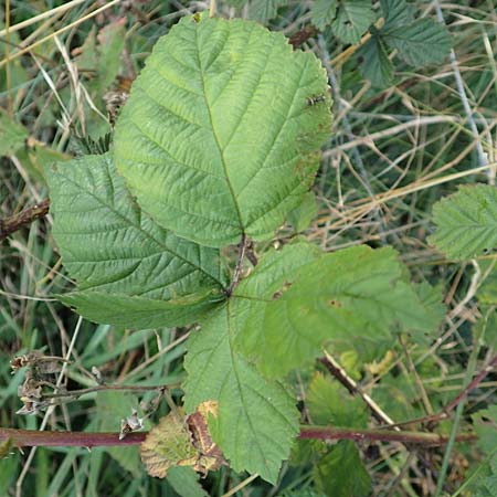 Rubus servaticus ? \ Dickicht-Haselblatt-Brombeere / Thicket Bramble, D Delbrück 29.7.2020