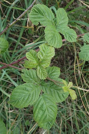 Rubus servaticus ? \ Dickicht-Haselblatt-Brombeere / Thicket Bramble, D Delbrück 29.7.2020
