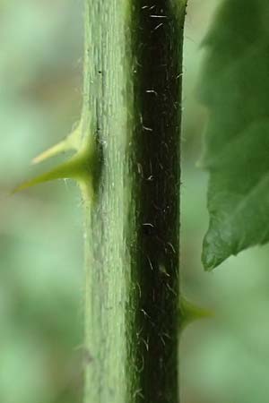 Rubus sprengelii \ Sprengels Brombeere, D Odenwald, Hammelbach 27.8.2020