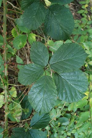 Rubus schumacheri \ Schumachers Brombeere / Schumacher's Bramble, D Reichshof-Oesingen 5.9.2021