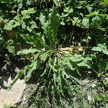 Rumex stenophyllus / Narrowleaf Dock, D Mannheim 10.9.2023