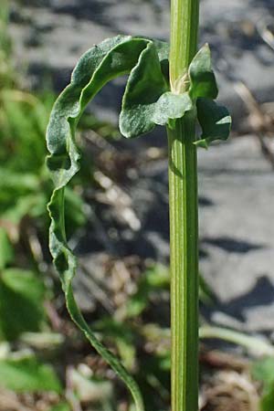 Rumex stenophyllus \ Schmalblttriger Ampfer, D Mannheim 10.9.2023