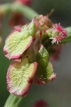 Rumex stenophyllus / Narrowleaf Dock, D Mannheim 10.9.2023