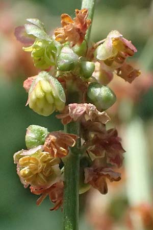 Rumex stenophyllus / Narrowleaf Dock, D Mannheim 10.9.2023