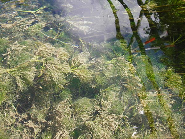 Ranunculus trichophyllus ? \ Haarblttriger Wasser-Hahnenfu / Thread-Leaved Water Crowfoot, D Ulm 2.6.2015