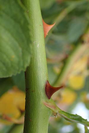 Rosa tomentosa \ Filz-Rose, D Odenwald, Hammelbach 3.9.2015