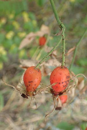 Rosa tomentosa \ Filz-Rose / Whitewoolly Rose, Harsh Downy Rose, D Wurmlingen 3.9.2016