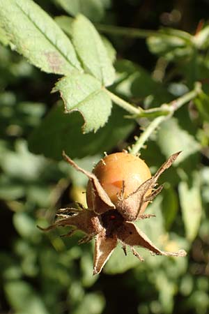 Rosa tomentosa \ Filz-Rose / Whitewoolly Rose, Harsh Downy Rose, D Breuberg 10.9.2016