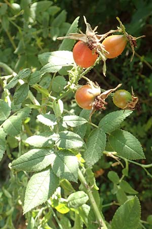 Rosa tomentosa \ Filz-Rose / Whitewoolly Rose, Harsh Downy Rose, D Breuberg 10.9.2016