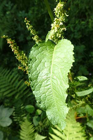 Rumex obtusifolius subsp. obtusifolius \ Stumpfblatt-Ampfer / Broad-Leaved Dock, D Ettenheimmünster 16.7.2019