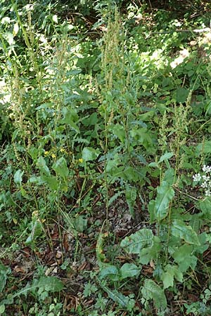 Rumex obtusifolius subsp. obtusifolius \ Stumpfblatt-Ampfer / Broad-Leaved Dock, D Ettenheimmünster 16.7.2019