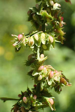 Rumex obtusifolius subsp. obtusifolius \ Stumpfblatt-Ampfer, D Ettenheimmünster 16.7.2019