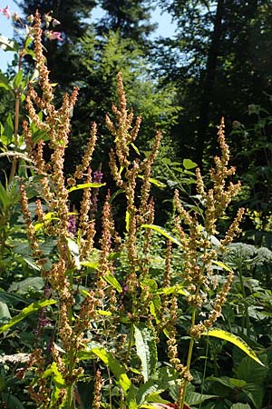 Rumex obtusifolius subsp. obtusifolius \ Stumpfblatt-Ampfer / Broad-Leaved Dock, D Ettenheimmünster 16.7.2019