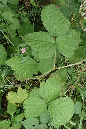 Rubus hadracanthos / Thick-Spined Bramble, D Calden-Ehrsten 29.7.2019