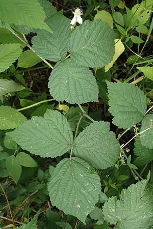 Rubus hadracanthos \ Dickstachelige Haselblatt-Brombeere / Thick-Spined Bramble, D Calden-Ehrsten 29.7.2019