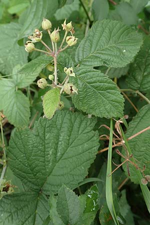 Rubus hadracanthos \ Dickstachelige Haselblatt-Brombeere / Thick-Spined Bramble, D Calden-Ehrsten 29.7.2019