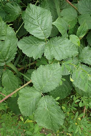 Rubus hadracanthos / Thick-Spined Bramble, D Calden-Ehrsten 29.7.2019