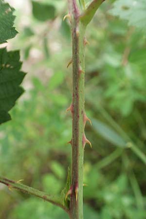 Rubus hadracanthos \ Dickstachelige Haselblatt-Brombeere / Thick-Spined Bramble, D Calden-Ehrsten 29.7.2019