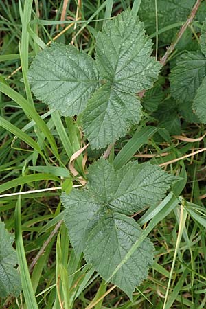 Rubus hadracanthos \ Dickstachelige Haselblatt-Brombeere / Thick-Spined Bramble, D Calden-Ehrsten 29.7.2019