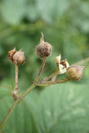 Rubus hadracanthos / Thick-Spined Bramble, D Calden-Ehrsten 29.7.2019