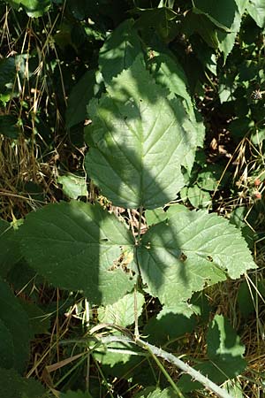 Rubus specB ? \ Haselblatt-Brombeere / Bramble, D Grünberg-Lehnheim 30.7.2019