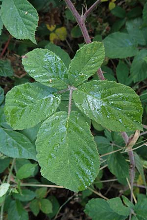 Rubus tauni \ Taunus-Brombeere / Taunus Bramble, D Taunus, Königstein 4.8.2019