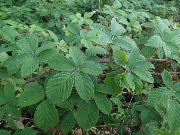 Rubus tauni \ Taunus-Brombeere / Taunus Bramble, D Taunus, Königstein 4.8.2019