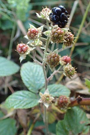 Rubus tauni \ Taunus-Brombeere / Taunus Bramble, D Taunus, Königstein 4.8.2019