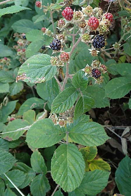 Rubus tauni \ Taunus-Brombeere / Taunus Bramble, D Taunus, Königstein 4.8.2019