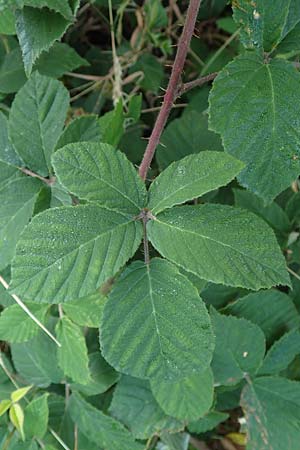 Rubus tauni \ Taunus-Brombeere / Taunus Bramble, D Taunus, Königstein 4.8.2019